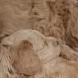 Goldendoodles from Maggie's Mini Goldendoodles