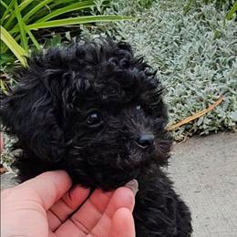 Mavis - Black female Poodle puppy in Mapleton, Utah from Caboodles Of Poodles
