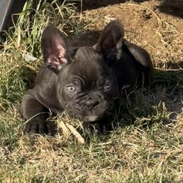 Dark Night (Batman) - Black male French Bulldog puppy in Temple, Texas from Teak’s Texas Frenchie’s