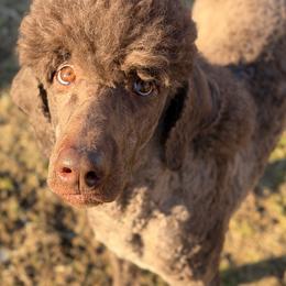 Grizz - Poodle