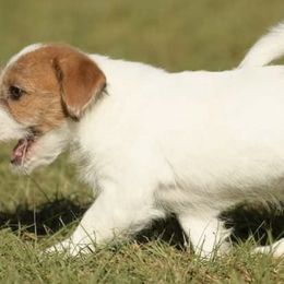 Russell Terriers from NuJack Russell Terriers