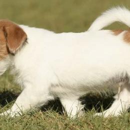 Russell Terriers from NuJack Russell Terriers