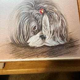 Shih Tzu Puppies from Pup-Tzu WNC