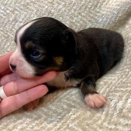 Elise - Black tri female Toy Australian Shepherd puppy in Miami, Oklahoma from HighEnd Aussies
