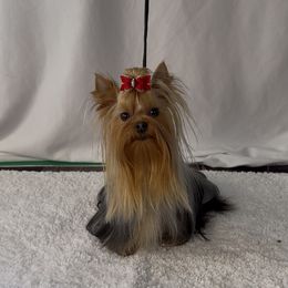Poppy - Yorkshire Terrier