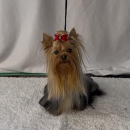 Poppy - Yorkshire Terrier