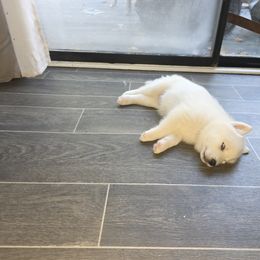 Siberian Husky Puppies from House Callihan-Walker Kennel