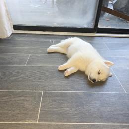 Siberian Husky Puppies from House Callihan-Walker Kennel