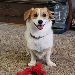 Pembroke Welsh Corgis from Newby Farms