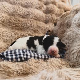 Tux - Parti male Labradoodle puppy in Churchill County Fallon, Nevada from Card Family Ranch