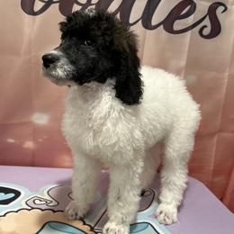 Benny - Parti male Poodle puppy in Mobile, Alabama from Semmy’s Standard Poodle LLC