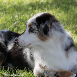 Australian Shepherds from Mykinda Aussies