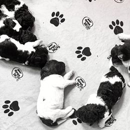Lagotto Romagnolo Puppies from Anna’s Lagottos