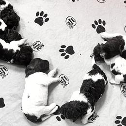 Lagotto Romagnolo Puppies from Anna’s Lagottos