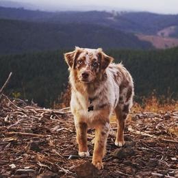 Australian Shepherd All Grown Up from Delaney's Australian Shepherds