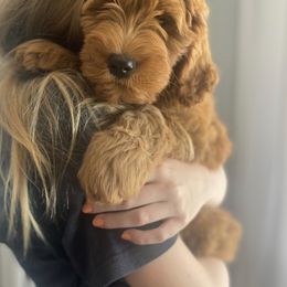 Goldendoodle Puppies from Whidbey Goldendoodles