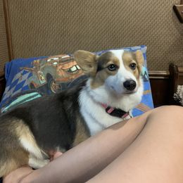 Lotza - Pembroke Welsh Corgi