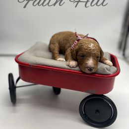 Poodle Puppies from Ruby’s Southern Doodles and Poodles