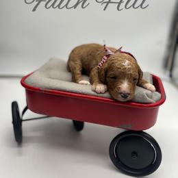 Poodle Puppies from Ruby’s Southern Doodles and Poodles