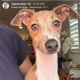 Dior - White and blue fawn female Italian Greyhound puppy in Southwest Florida, Florida from Woofford Italian Greyhounds