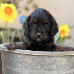 Saint - Sable and white male Cockapoo puppy in Alexandria, Alabama from Bright and Beautiful Cockapoos and Doodles