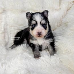Boone - Black and white male Pomsky puppy in Sheffield, Iowa from Clover Ridge Pomskies