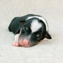 Lexington(Lexi) - Black tri-color female Australian Shepherd puppy in Aberdeen, North Carolina from Huckleberry Hill Aussies LLC.