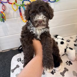 Portuguese Water Dog Puppies from Cornerstones Porties