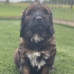 No tag - Sable female Goldendoodle puppy in Medina, Ohio from Farmer Doodles