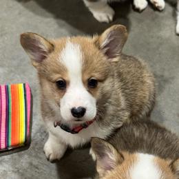 Roscoe - Sable male Pembroke Welsh Corgi puppy in Millsap, Texas from Punchy Pembroke Ranch