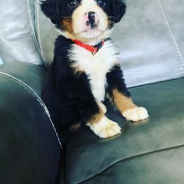 Bernese Mountain Dog Puppies from Blue Ridge Bernese