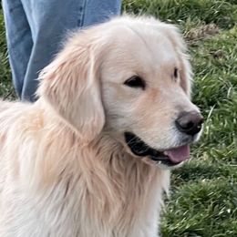 Maverick - Golden Retriever