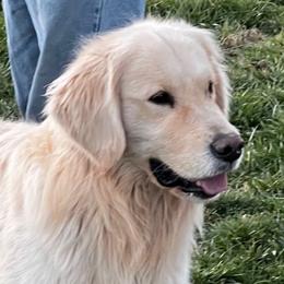 Maverick - Golden Retriever