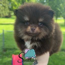 Isabela - 3500.00  dollars - Chocolate and tan female Pomeranian puppy in Perry County, Ohio from Speechless Pom’s