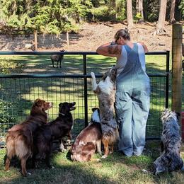 Australian Shepherd puppies from BWild Australian Shepherds
