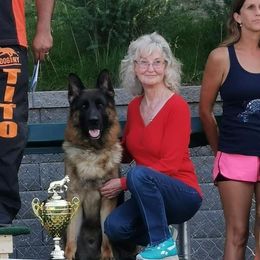 Dasty - German Shepherd