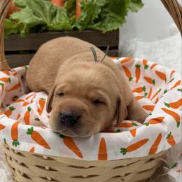 Light Blue - Yellow male Labrador Retriever puppy in Heath Springs, South Carolina from Rich Hill Retrievers