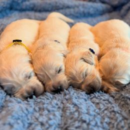 Golden Retriever puppies from Lakemist Retrievers