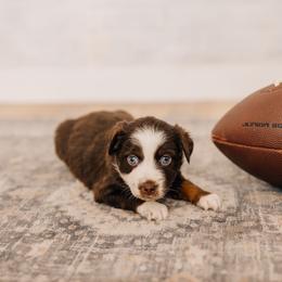 Steeler - Red tri female Miniature Australian Shepherd puppy in Enoch, Utah from Twisted H Aussies