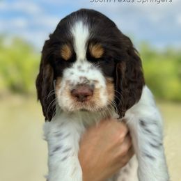 English Springer Spaniel Puppies from South Texas Springers