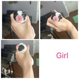 Girl 1 - Black and white female Shih Tzu puppy in Dallas, Texas from Almost Heaven Shih Tzu