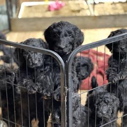 Goldendoodle, Miniature Schnauzer, and Poodle Puppies from 501Doodles