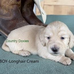 Black nose - Cream male Dachshund puppy in Cedar City, Utah from Country Doxies