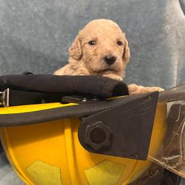 Atlas - Cream male Poodle puppy in Petal, Mississippi from Petal Poodles