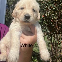 White - Golden female Golden Retriever puppy in Jesup, Georgia from Painted Platinum Retrievers (Painted Platinum Kennel) PPK