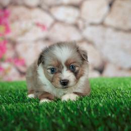 Lily - Blue merle female Toy Australian Shepherd puppy in Georgetown, Texas from Minikin Manor