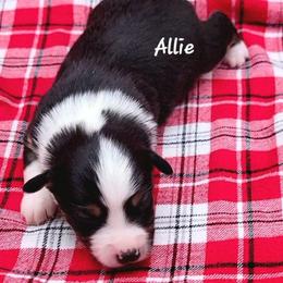 Allie - Black tri female Miniature Australian Shepherd puppy in Waxhaw, North Carolina from Cane Creek Aussies