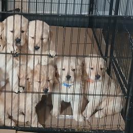 Golden Retriever and Labrador Retriever Puppies from Harvest Moon Farms