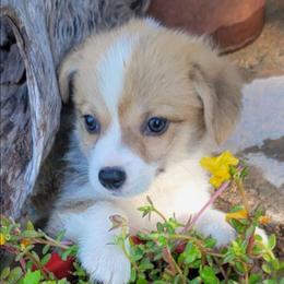 Sage bandana girl - Red female Pembroke Welsh Corgi puppy in Cherokee, Oklahoma from MCS Farms-OK