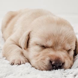 Labrador Retriever Puppies from Eternity Labradors